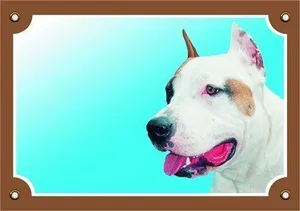 Farbschild Achtung Hund, Staffordshire American Terrier